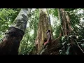 Navicula - Papua