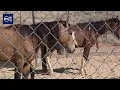 3 horses dead 8 others malnourished in southern Utah