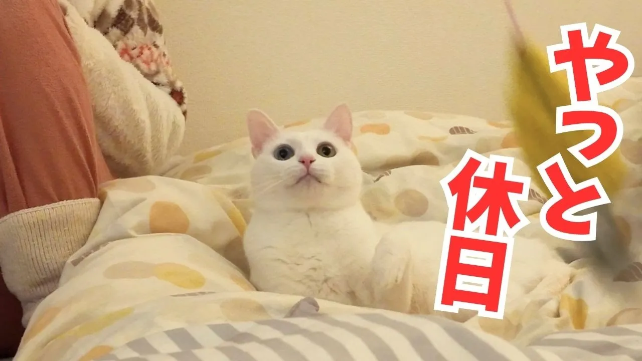 50代夫婦と愛猫たちとのホッとする休日