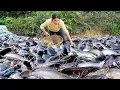 Download Lagu Catching a Giant Freshwater Pomfret \u0026 Catfish by Hand to Make Delicious Smoked Fish for my Children
