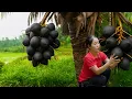 Download Lagu Harvesting Mutant Black Coconuts for Sale at the Market, Growing Vegetables in the Backyard Garden