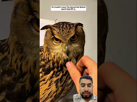 #owl #animals #cute #funny #respect #nest #comedy #memes #birds #cuteduck