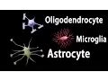 Neuroscience Basics Neuroglia Functions Animation