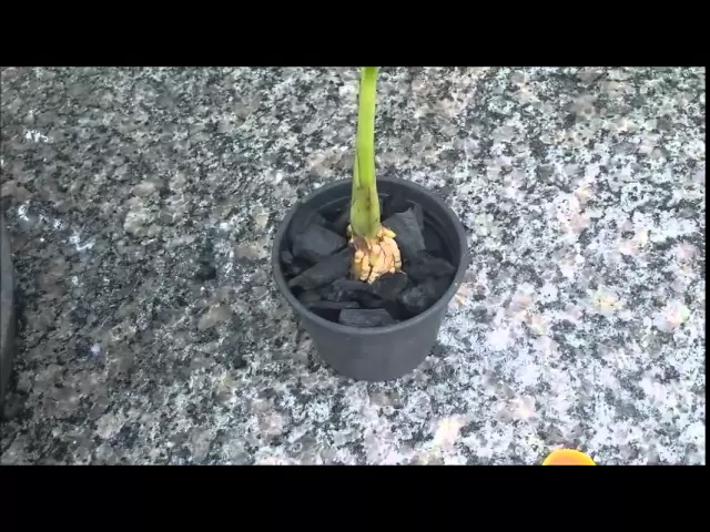 A ORQUÍDEA QUE NÃO PARECE ORQUÍDEA CATASETUM