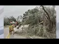 Lots of downed trees found in Cedar Park FOX 7 Austin