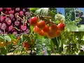 Cherries Picking at Three Nunns Farm Maggiore Ranch In Brentwood Ca