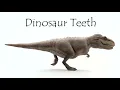 Dinosaur Teeth