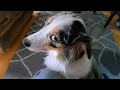 Aussie doing Aussie thing New Funniest DOGS s