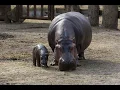 The Third Largest Animals in the World The Hippopotamus