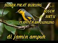 Lagu SUARA PIKAT SOGON SIRTU DAN MANTENAN