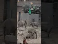 Download Lagu borås djurpark, Sweden zoo, Elephant and baby elephant