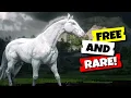 Get This Rare Horse Early and FREE in Red Dead Redemption 2 Few Spotted Appaloosa Location