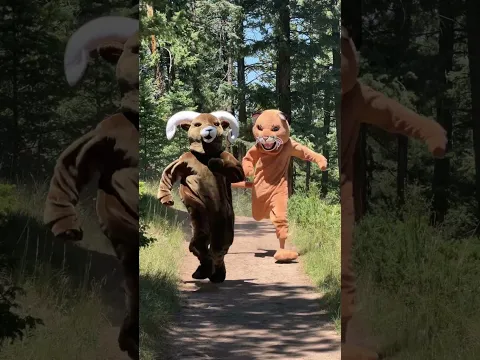 Mountain Lion VS. Ram