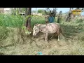 donkey matching 21 horse breeding donkey matching 2022 nambardar numberdar life vlogs