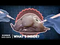 What s Inside A Blobfish What s Inside Science Insider