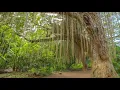 8 HRS Tropical Ambience - Exotic Birds Chirping in Tropical Forest - Nature Soundscape - 4K UHD
