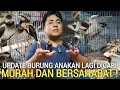 Download Lagu PASAR BURUNG ! MURAH ANEKA JENIS BURUNG ANAKAN LOLOHAN SEMUA ADA DI PASAR BURUNG PRAMUKA HARI INI 