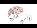CB1 Receptors and Endocannabinoids