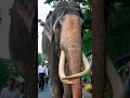 Download Lagu The Legendary Nadungamuwa Raja – Sri Lanka’s Most Honored Elephant 🐘🇱🇰