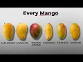 Every Mango Explained in 10 Minutes