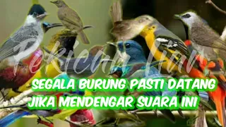 Download Suara pikat andalan tahun ini yang banyak di download MP3