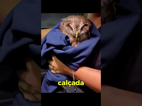 Ela Salvou a Coruja da Avenida… O Que Aconteceu Depois é Inacreditável 🦉😱 #edits #animals