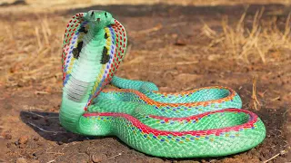 12 most beautiful snakes in the world
