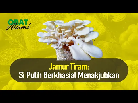 Jamur Tiram: Si Putih  Berkhasiat Menakjubkan
