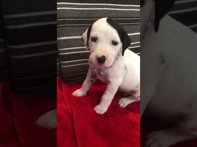動画