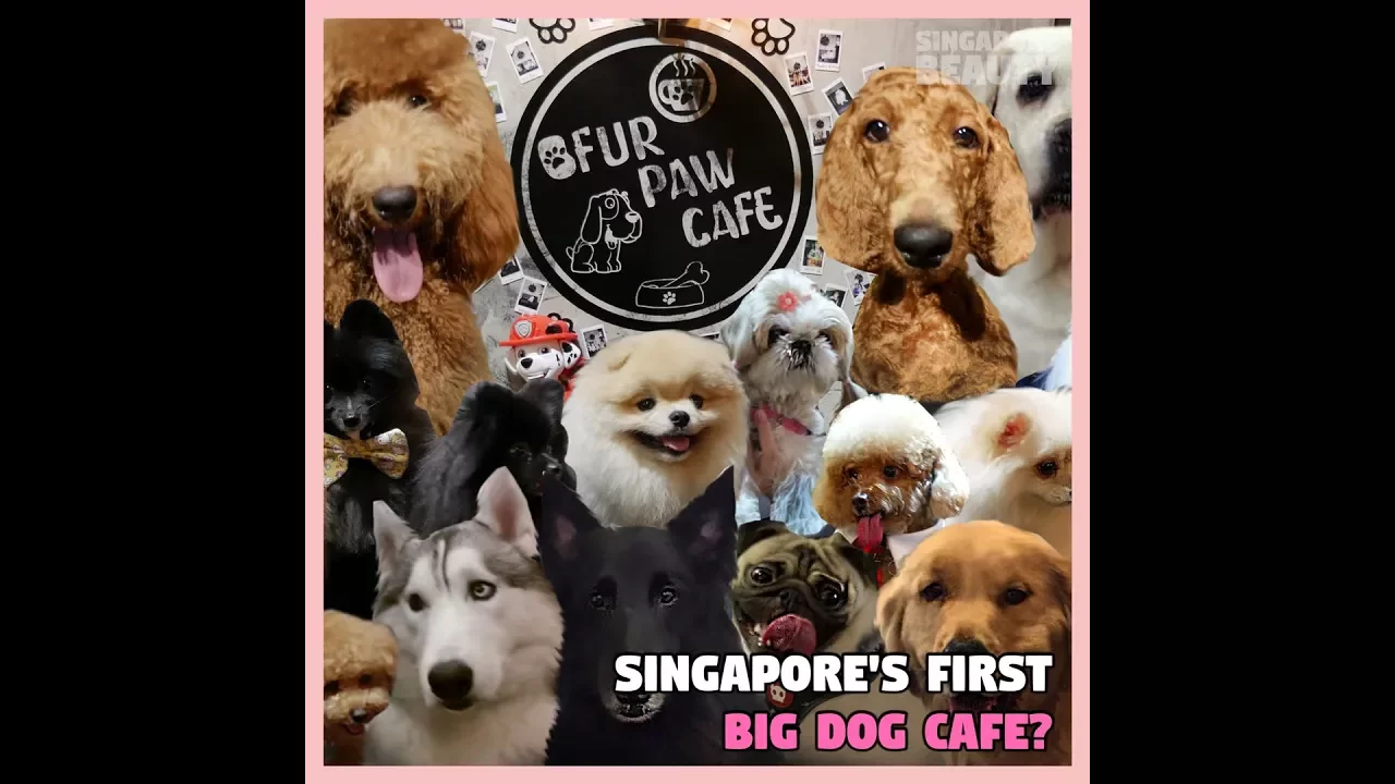 Ofur Paw Cafe - Ofur Dog Cafe