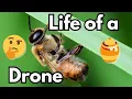 What do Drone Bees Actually Do The Secret Life of Bees