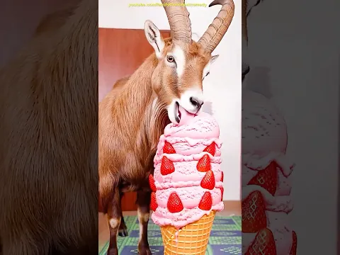 Marvelous Dancing Polish Cow funny Goat wolf strawberry asmr cow dance Cow Video animal funny video