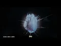 [Multicam] 2026.05.24 柳應廷 跌在地上的怪獸 ＠ Jer Lau “The Shade of Breathing” Live 2026