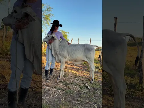 BEZERRA GUZERÁ MANSA DA GUZERÁ LF #shorts