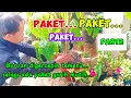 Lagu PAKET... ‼️TANAMAN HIAS DISINI TERDENGAR GURIH BANYAK PAKET CANTIK2 DAN MURMER