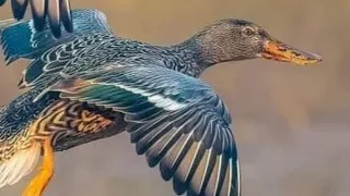 طلب حد الخوه صوت اا خضيري اا هربان اا بربش اا جوشم وتحياتي الجميع  طلب حد الخوه صوت اا خضيري اا هربان اا بربش اا جوشم وتحياتي الجميع