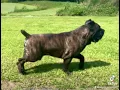 Cane Corso AKC CH Altiere s Big Chungus CGC