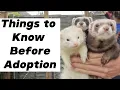 Ferret Adoption 10 Things You MUST Know