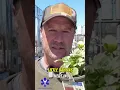 Lowes Garden Center Clearance Secrets
