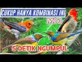 MP3 PIKAT Kemade Kombinasi Korlap Sangat Ampuh untuk Pikat 😱 pikat anti zonk‼️