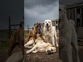 Download Lagu Can 1 Kangal Take on 2 Dogs? (2v1 Battle for Dominance) #shorts #dog
