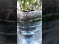 Download Lagu Zo goed zijn de resultaten van het kweken van orchideeën met behulp van hydrocultuurtechnieke#shorts