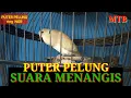 Download Lagu puter pelung menangis