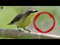 Download Lagu SUARA MASTERAN BURUNG REMETUK LAUT ASLI SUARA DI ALAM