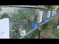 RAISING TAMUK RABBITS FOR SURVIVAL