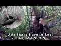 Download Lagu Bermalam Dan Berburu Di Hutan Ada Suara Burung Ruai Hutan Kalimantan