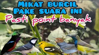 suara pikat sogon konin dan semua jenis burcil dihutan dan dikebon
