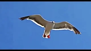 يا طير   فيروز دندنها