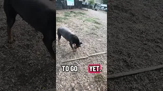 #fyp #dream #doberman #pets #youtube