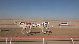 الشوط 14 منحاش للسيد خلفان بخيت فطيس المنصوري توقيت 6 29 30 